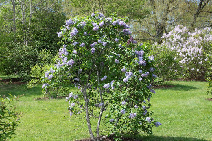 A perfectly pruned Syringa vulagris 